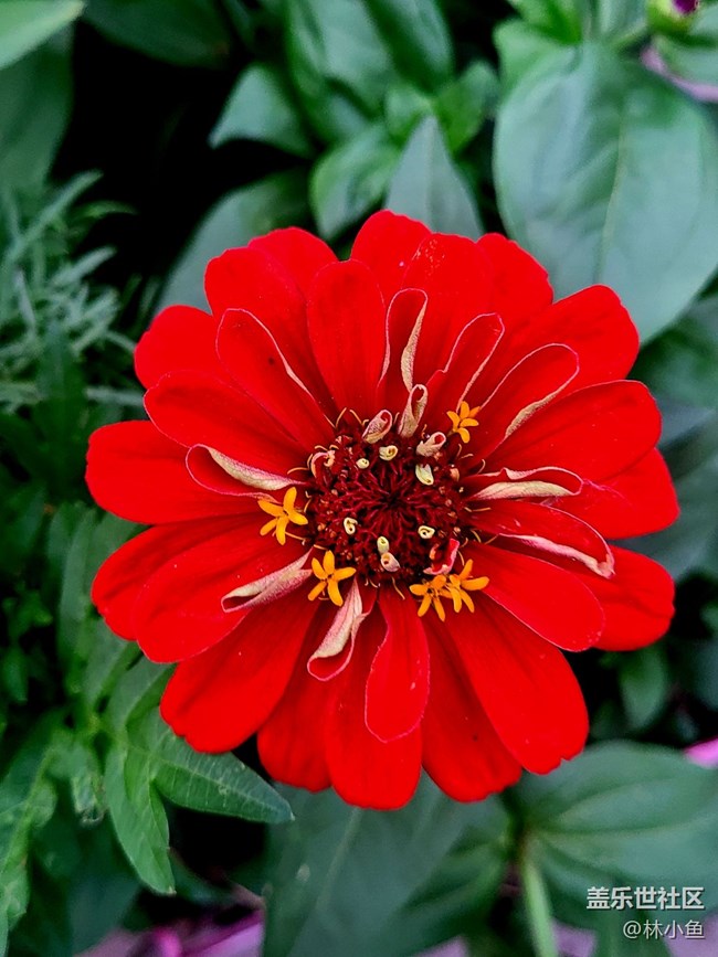 【夏日色彩】五颜六色的花朵