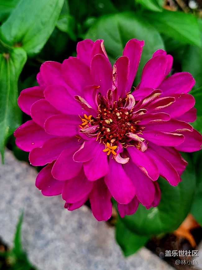 【夏日色彩】五颜六色的花朵