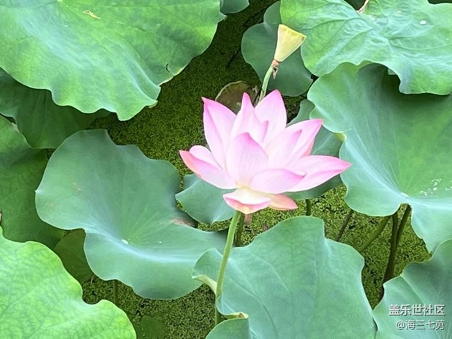 【我拍了拍夏天】