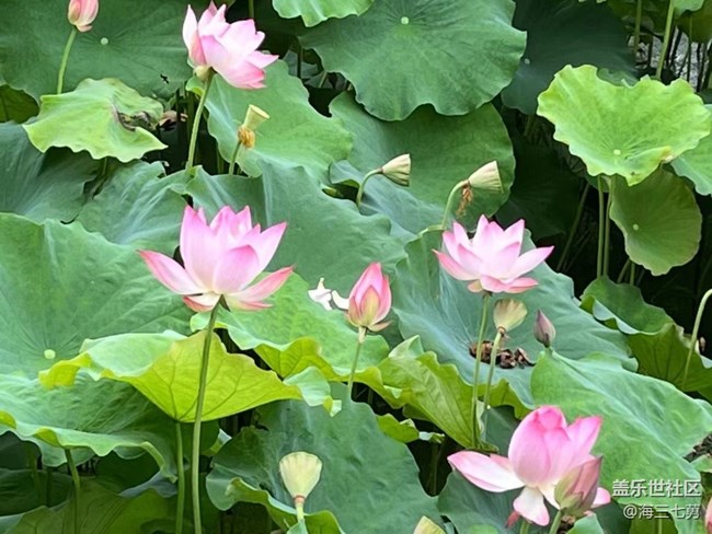 【我拍了拍夏天】