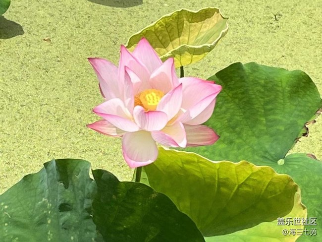 【我拍了拍夏天】
