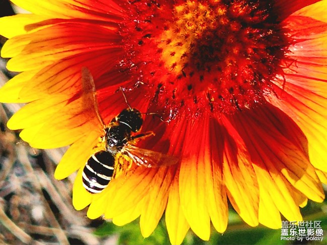 《精品大咖秀》 第五期: 夏天的花