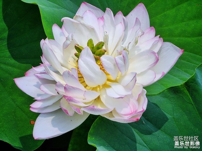 《精品大咖秀》 第五期: 夏天的花