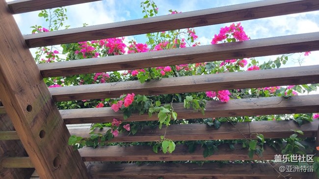 【我拍了拍夏天】叶子花