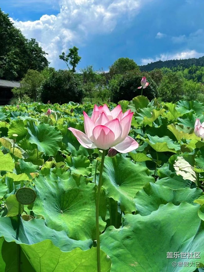 【记忆中的夏天】荷花