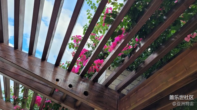 【我拍了拍夏天】叶子花