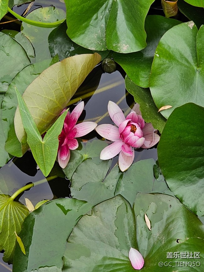 【火热的夏天】+赏荷