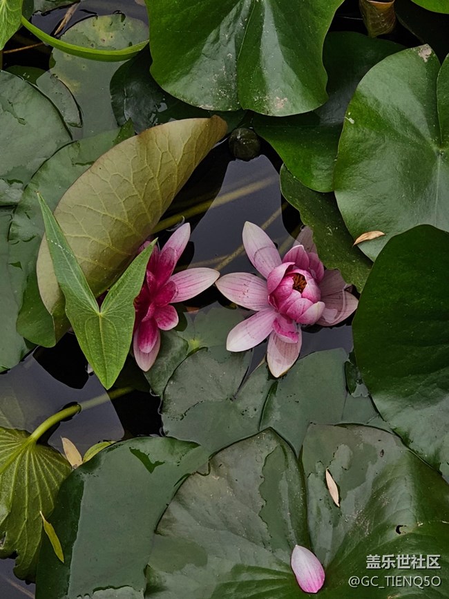 【火热的夏天】+赏荷