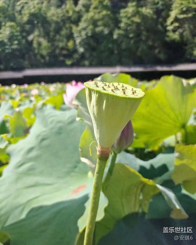 【火热的夏天】荷花
