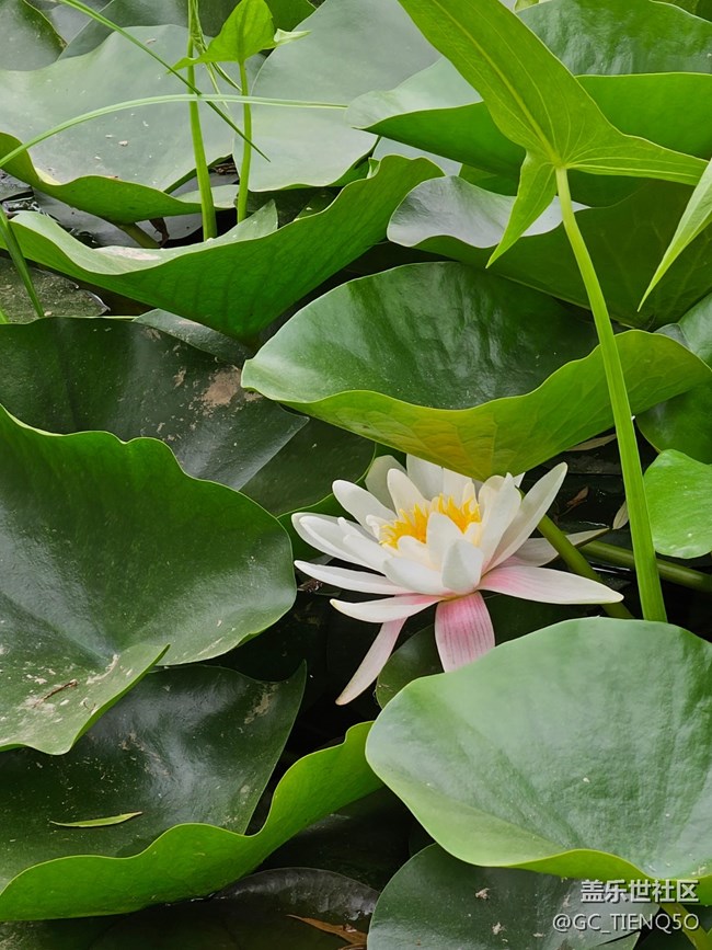 【火热的夏天】+赏荷