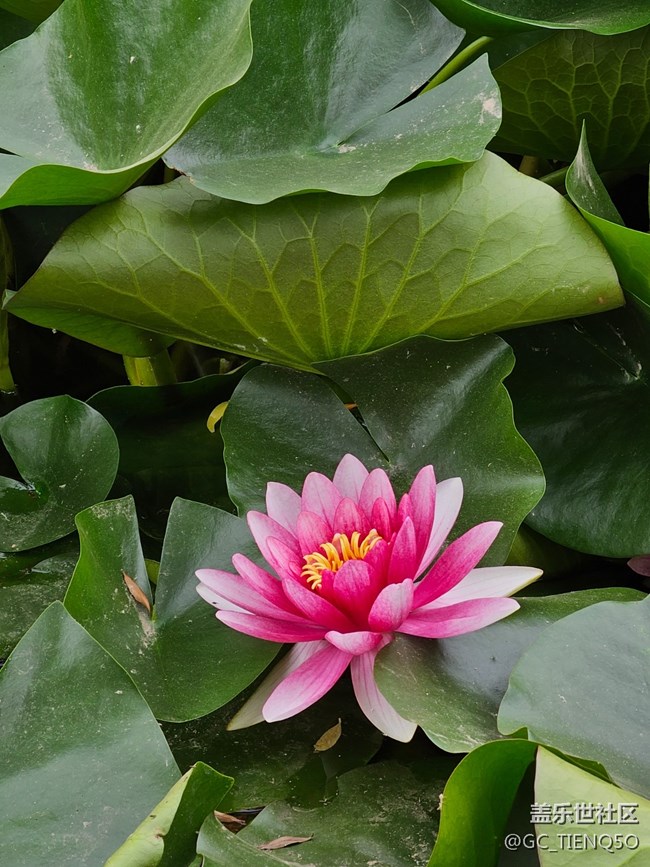【火热的夏天】+赏荷