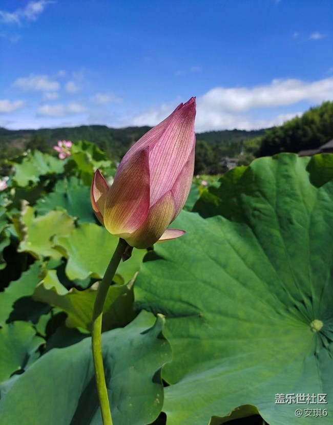 【火热的夏天】荷花