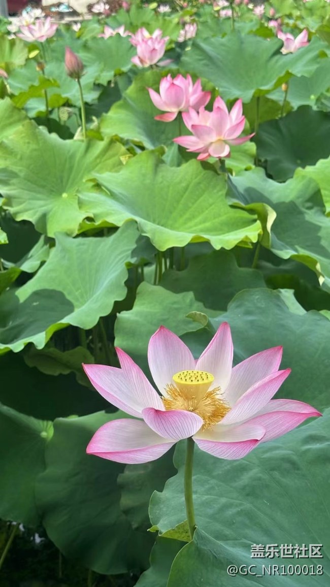 【火热的夏天】荷花园