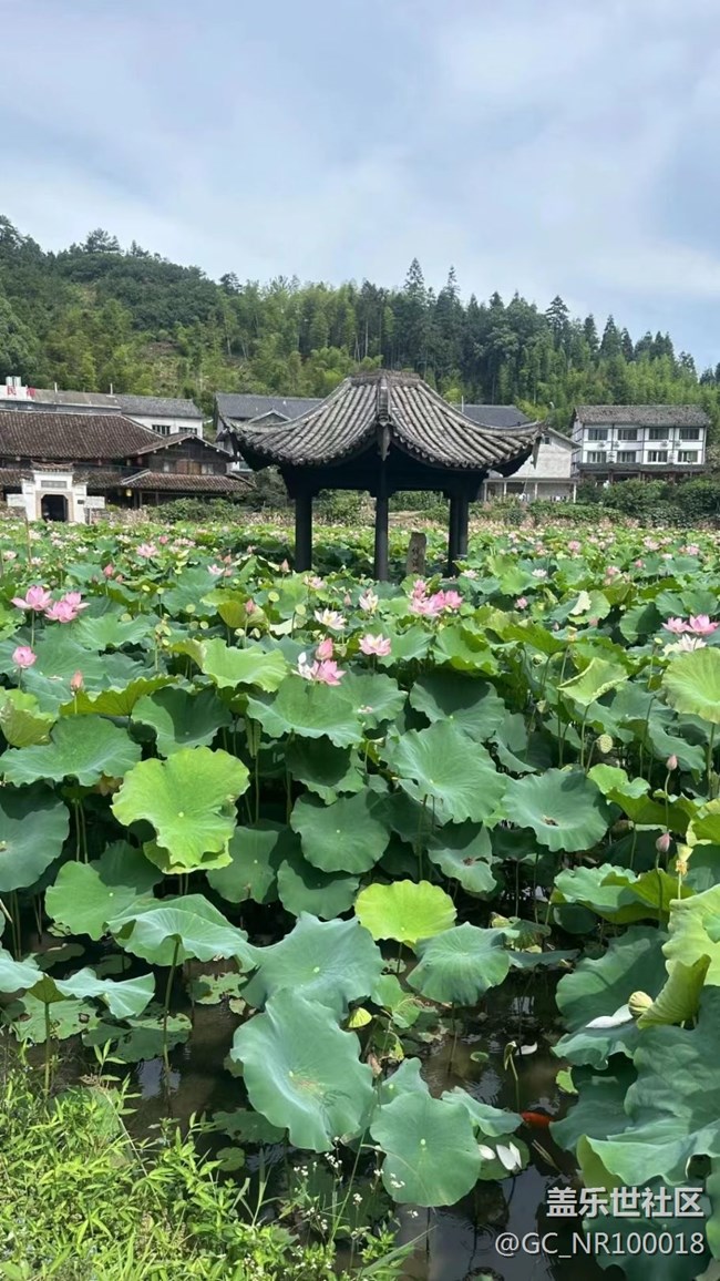 【火热的夏天】荷花园