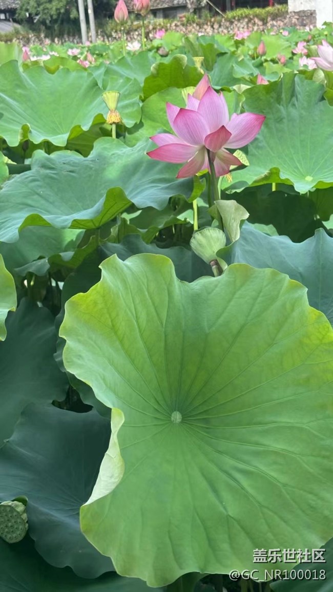 【火热的夏天】荷花园