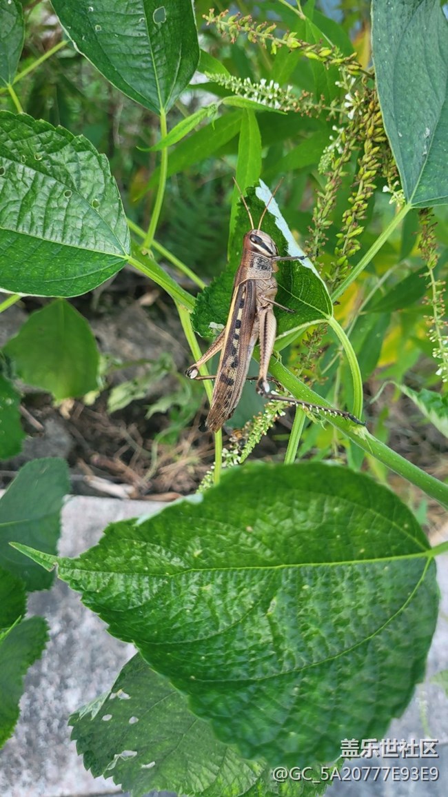 【记忆中的夏天】蚂蚱