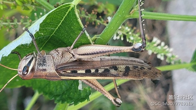 【记忆中的夏天】蚂蚱