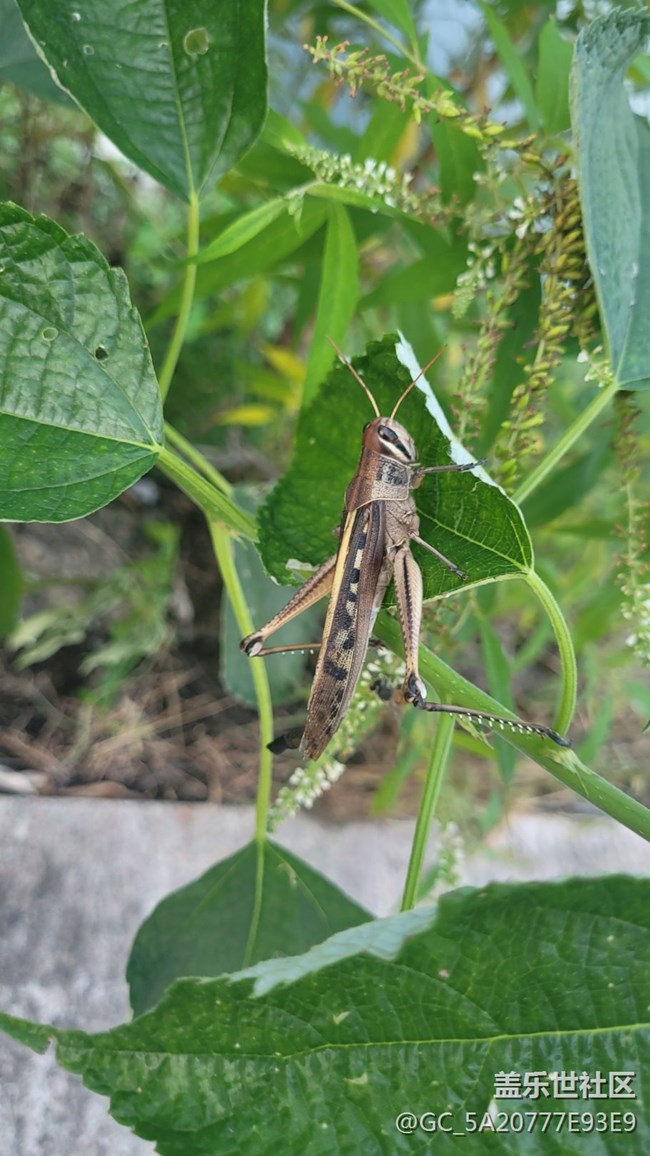 【记忆中的夏天】蚂蚱