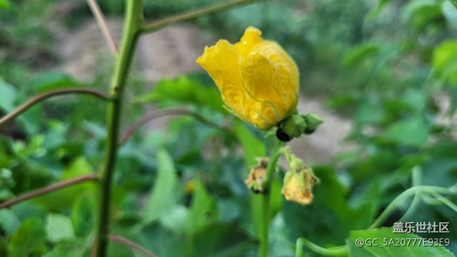 【我拍了拍夏天】花与虫