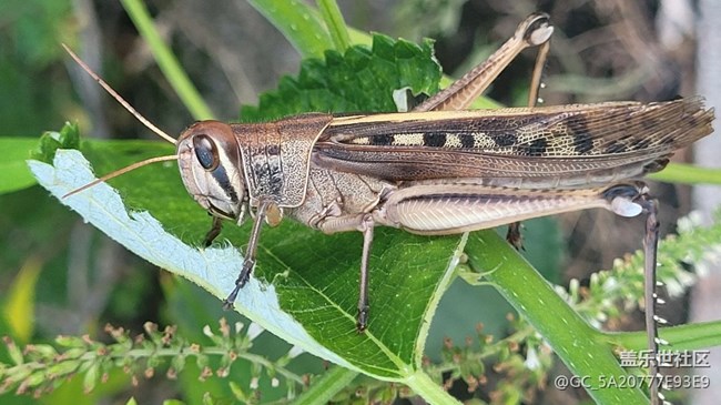【记忆中的夏天】蚂蚱