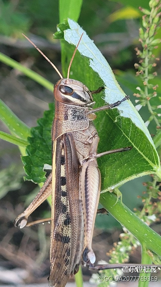 【记忆中的夏天】蚂蚱
