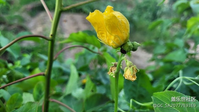 【我拍了拍夏天】花与虫