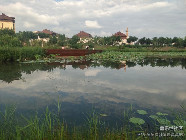 【火热的夏天】夏天雨后的荷花塘