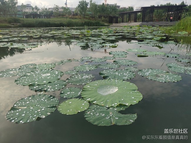 【火热的夏天】夏天雨后的荷花塘