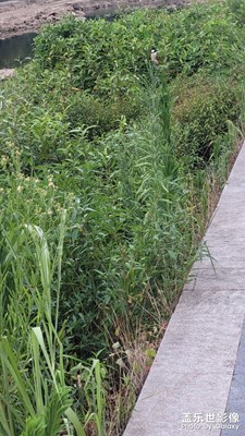 【镜头里的夏天】一只鸟