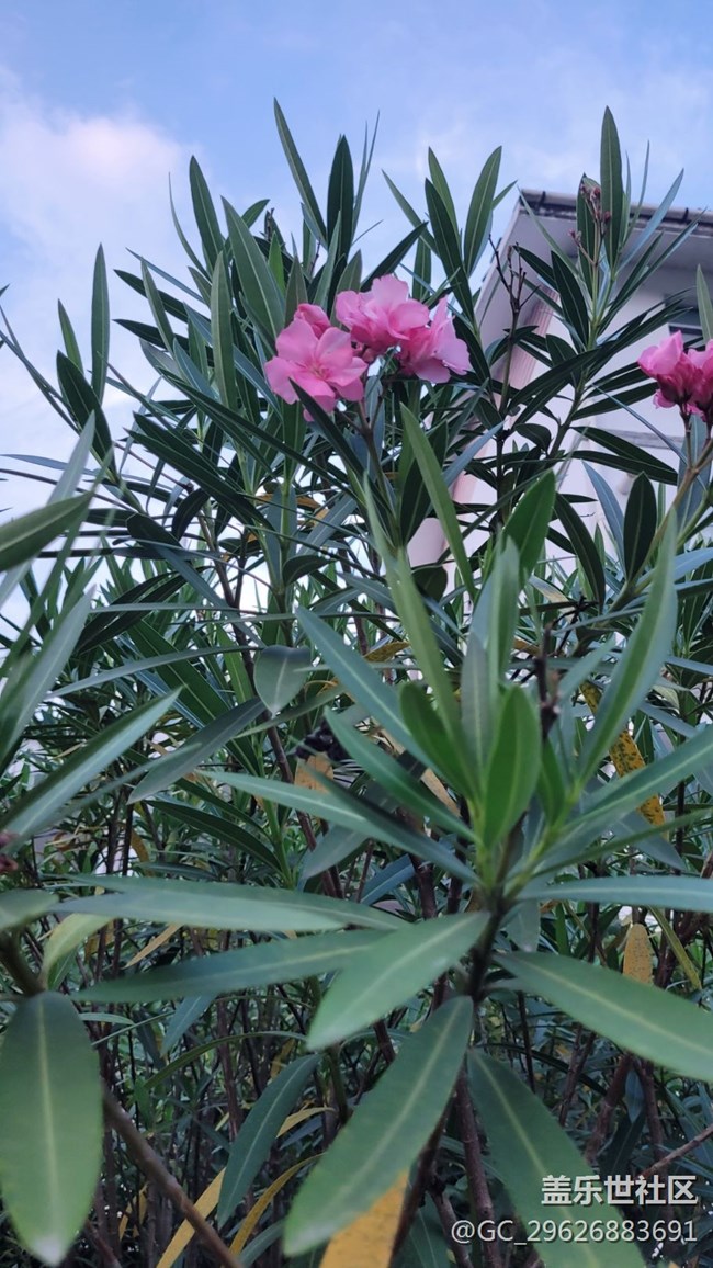 【我拍了拍夏天】红粉花