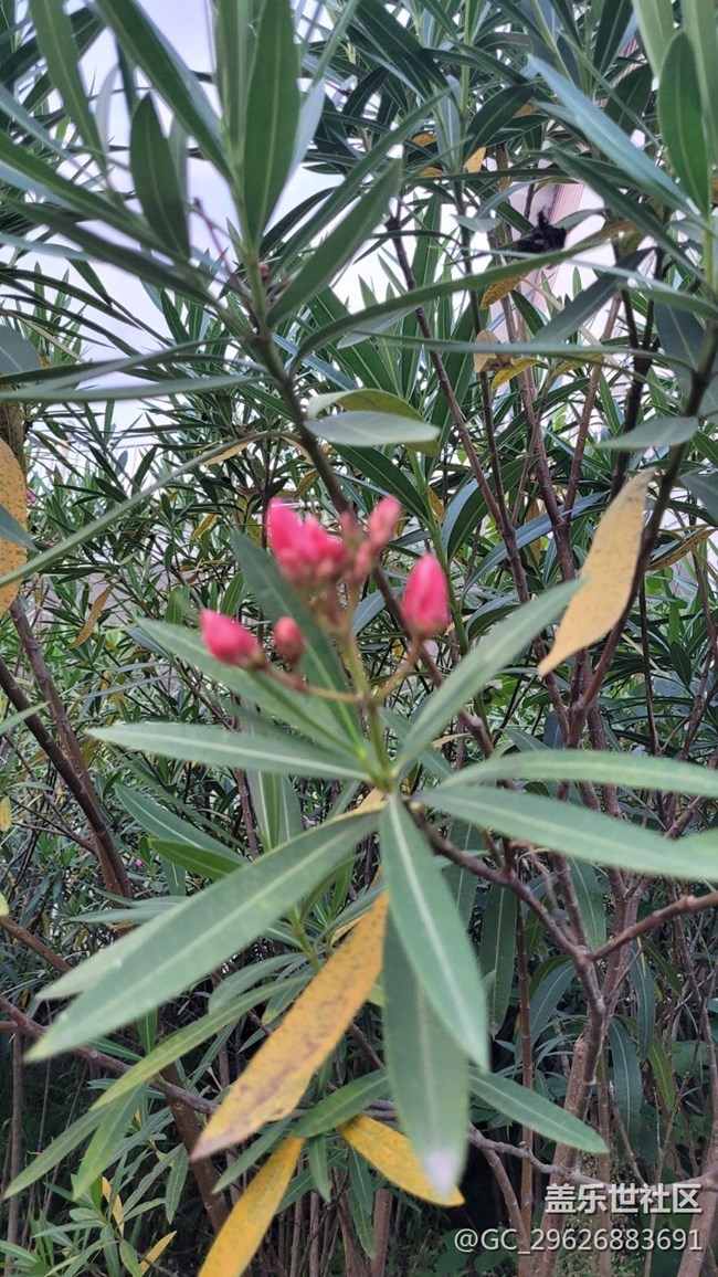 【我拍了拍夏天】红粉花