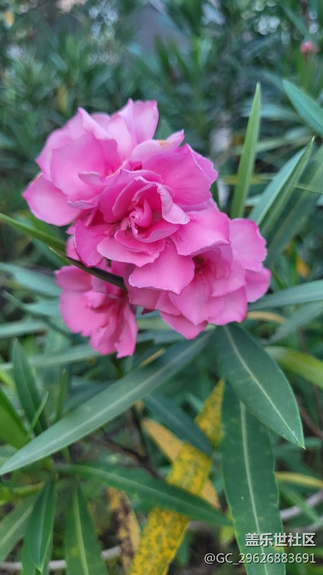 【我拍了拍夏天】红粉花