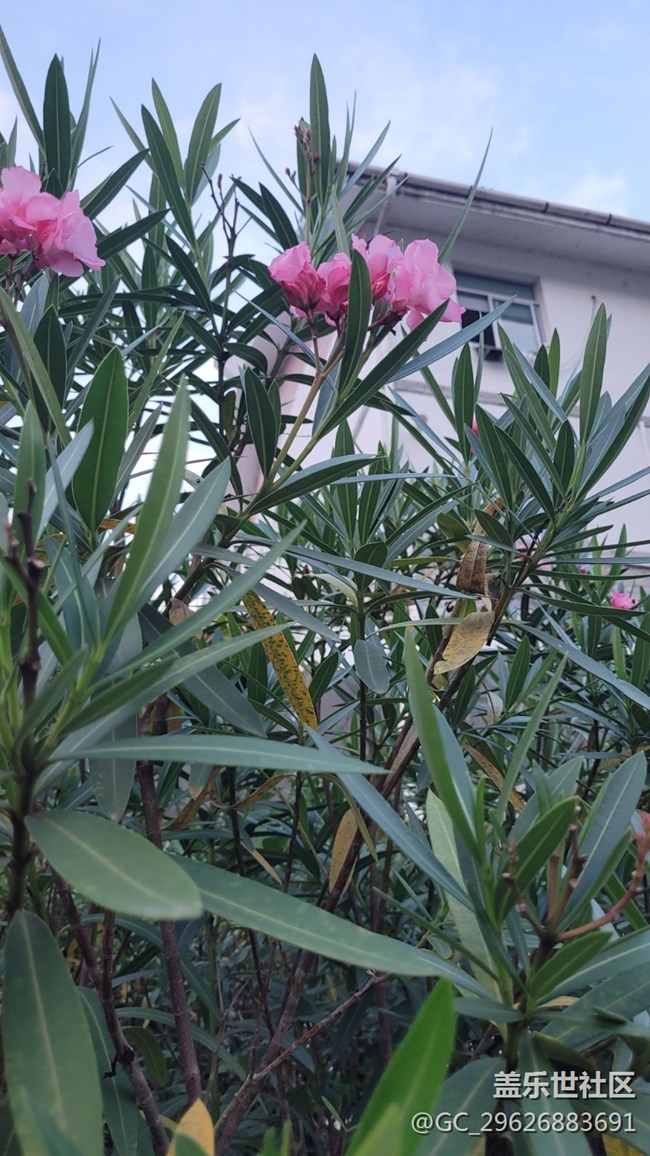 【我拍了拍夏天】红粉花