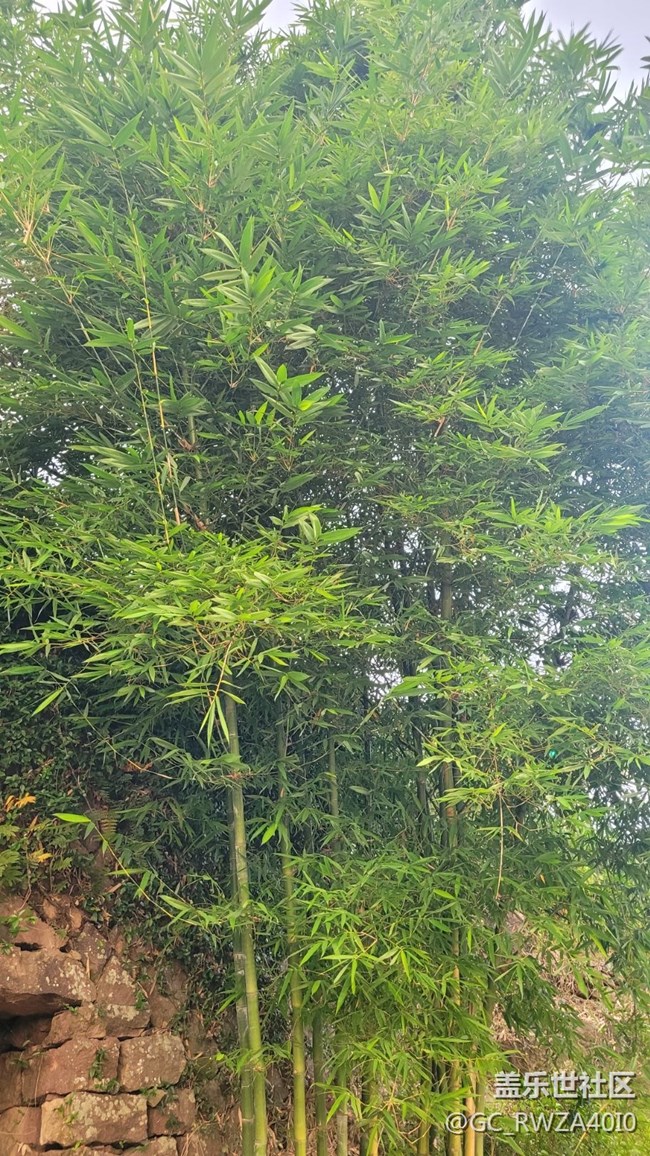 【我拍了拍夏天】竹子