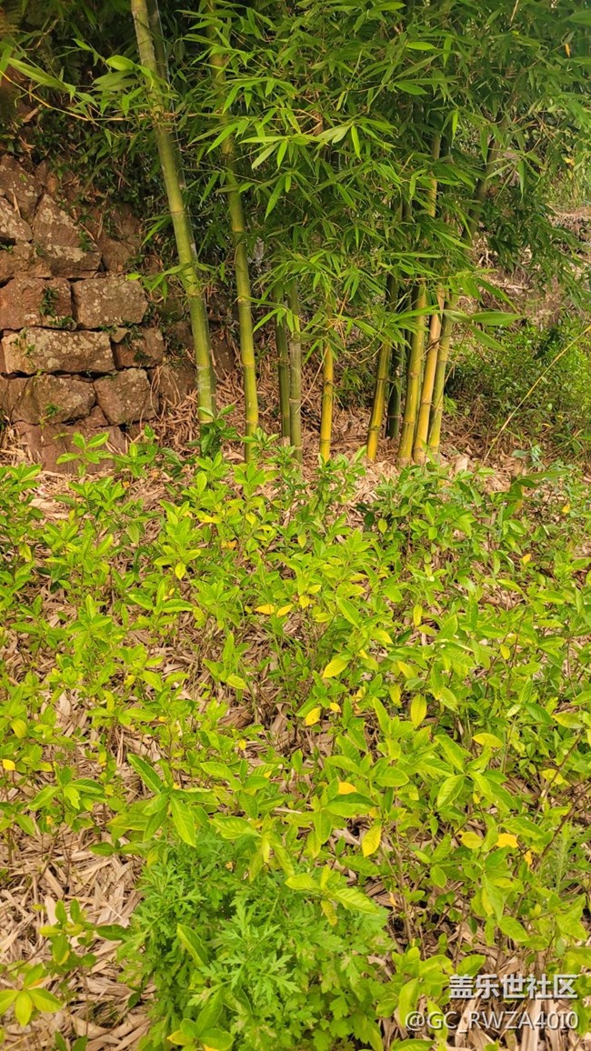 【我拍了拍夏天】竹子