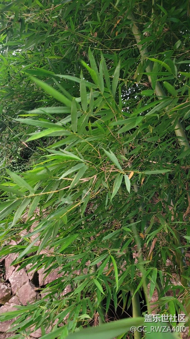 【我拍了拍夏天】竹子