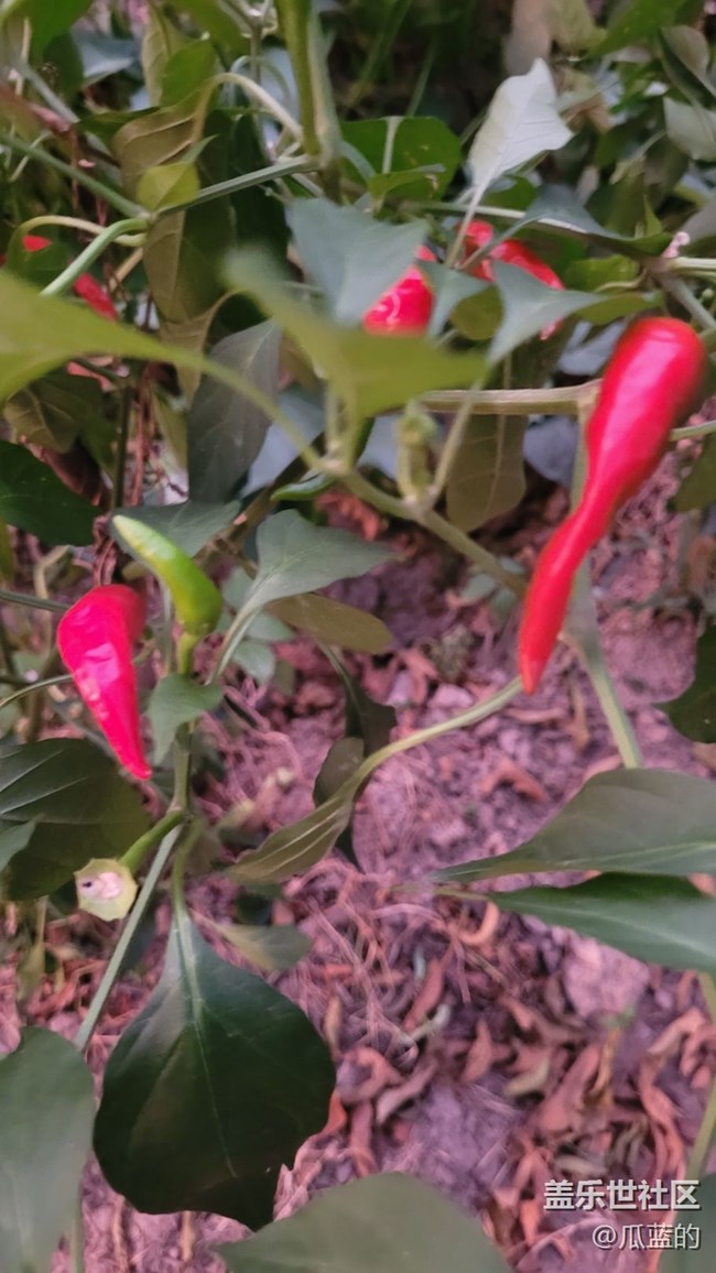 【夏日色彩】红辣椒