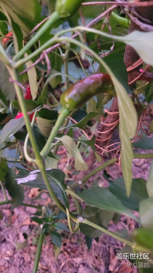 【夏日色彩】红辣椒