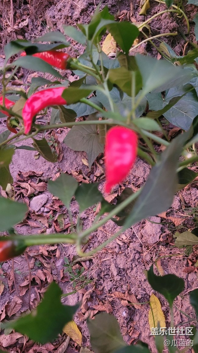 【夏日色彩】红辣椒