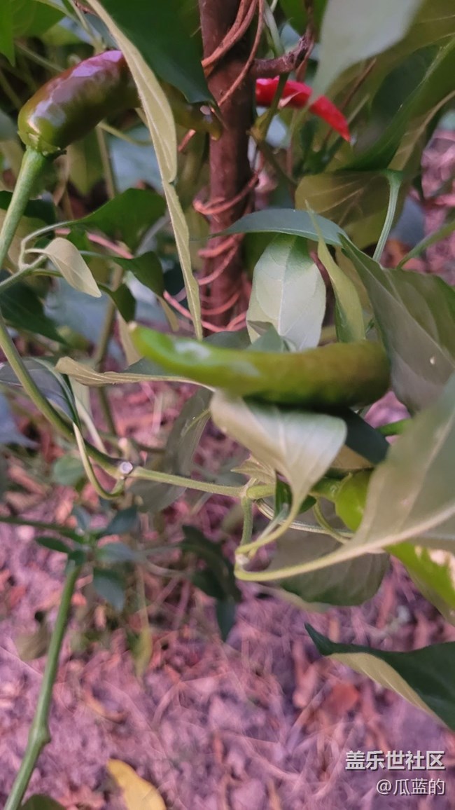 【夏日色彩】红辣椒