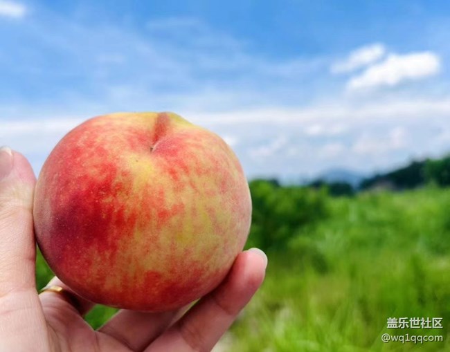 【记忆中的夏天】夏日水果