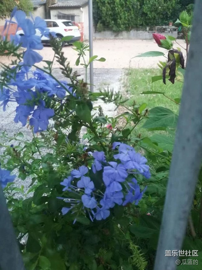 【我拍了拍夏天】漂亮的花