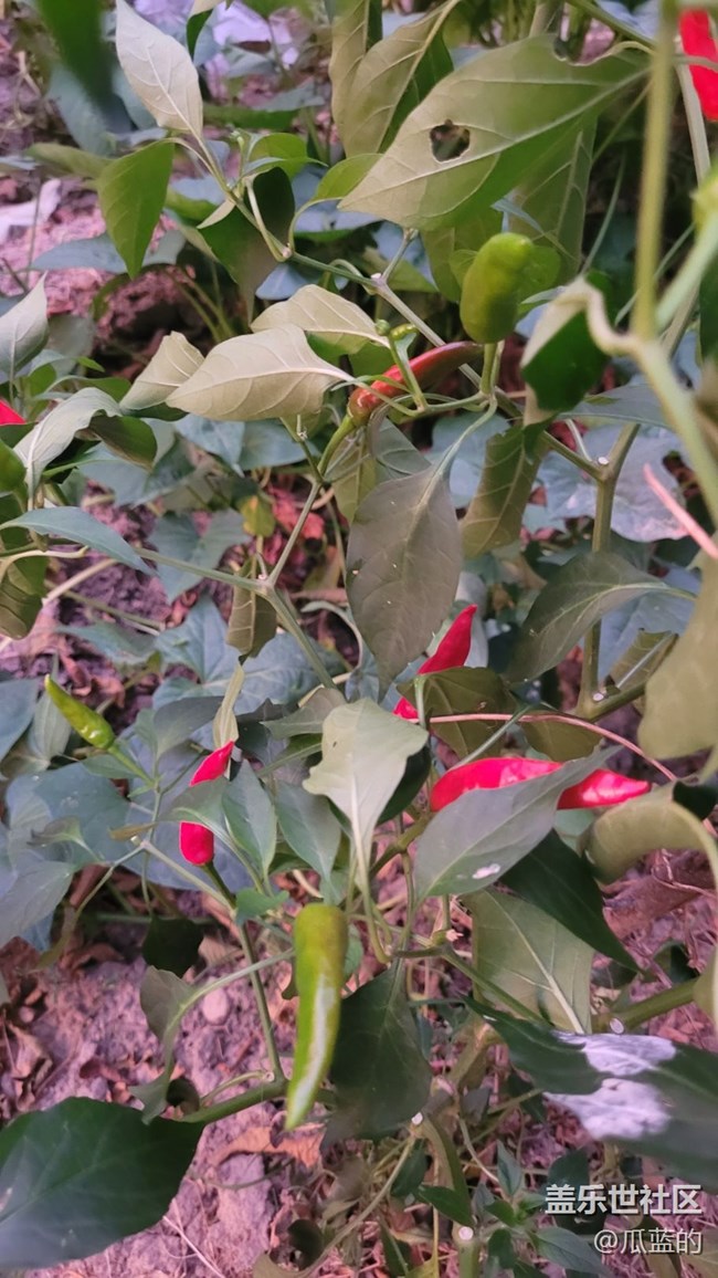 【夏日色彩】红辣椒