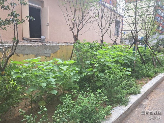 【阳光照耀的地方】绿意盎然