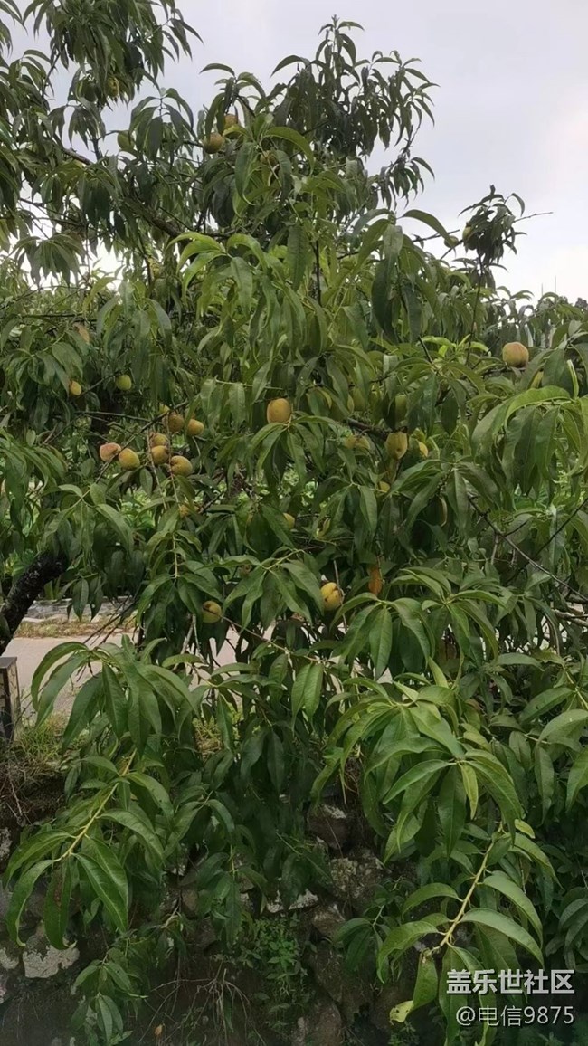 【记忆中的夏天】乡村农作物