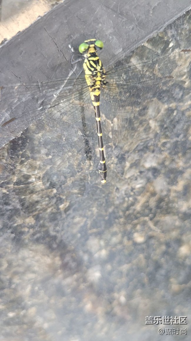 【记忆中的夏天】蜻蜓