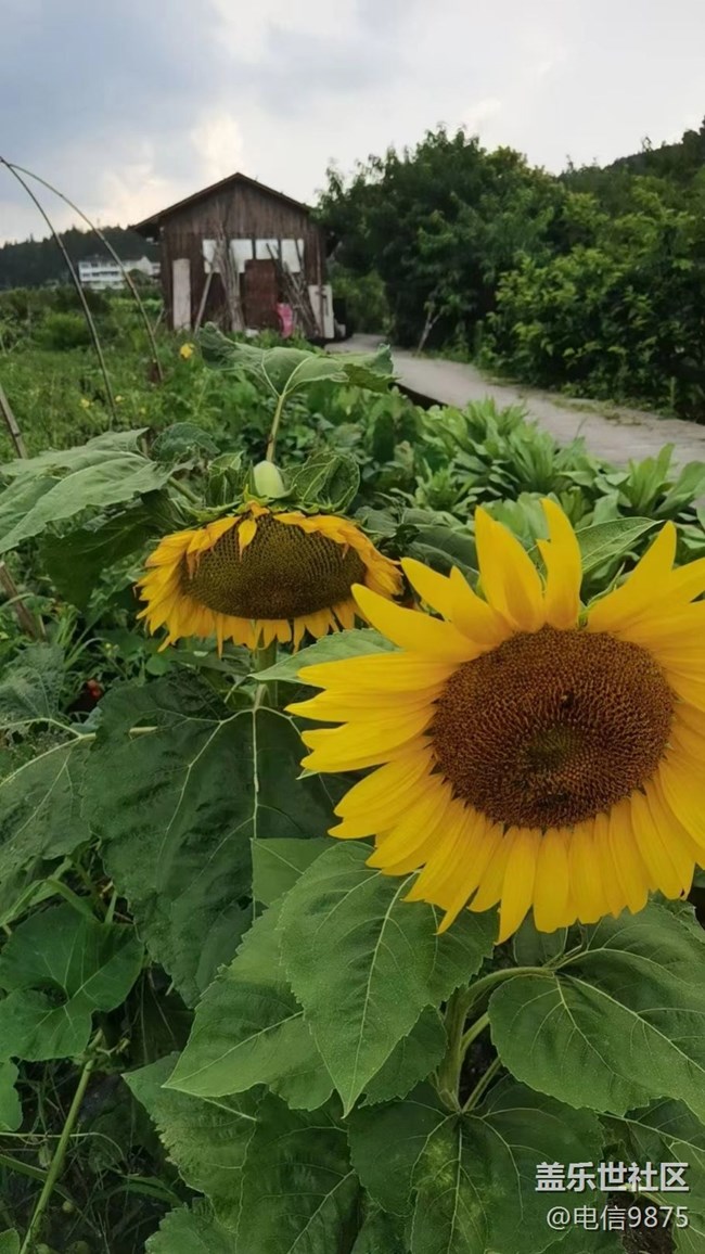 【记忆中的夏天】乡村农作物