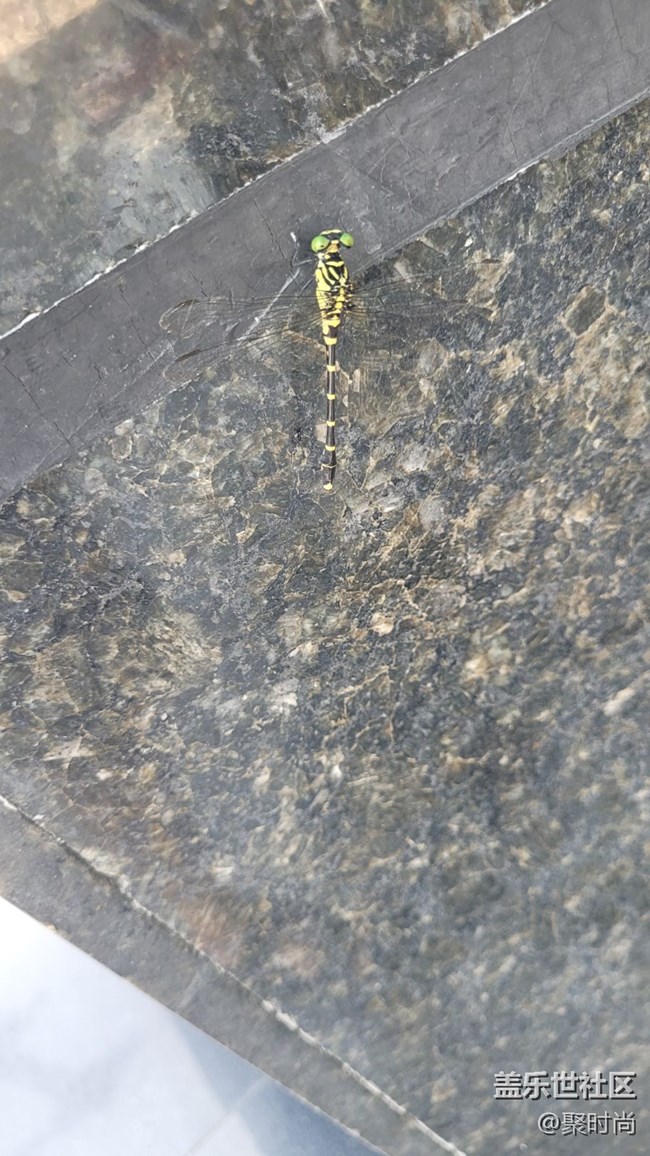 【记忆中的夏天】蜻蜓