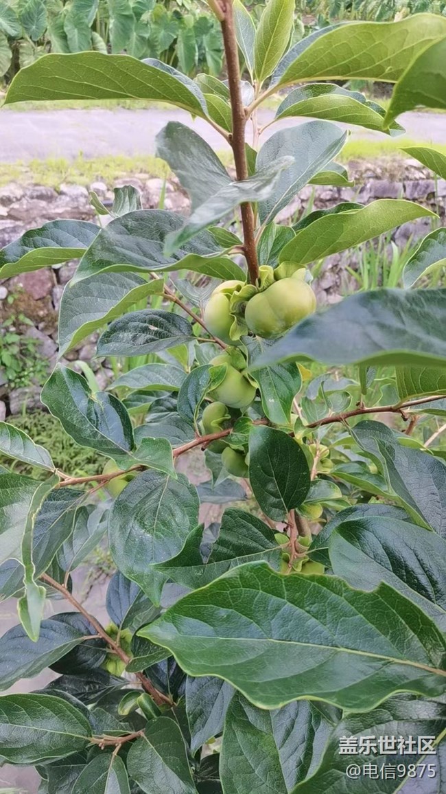 【记忆中的夏天】乡村农作物