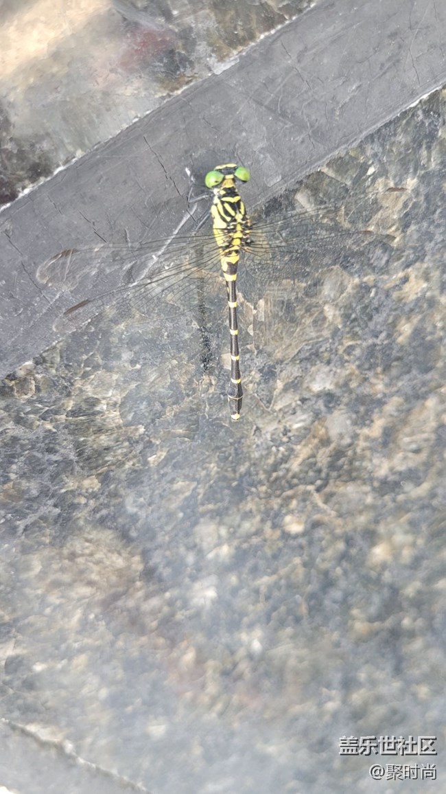 【记忆中的夏天】蜻蜓